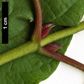 SpeciesSub: subsp. populifolius